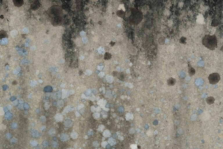 humidité vide sanitaire mur moisissure