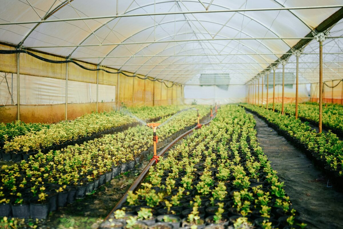 serre photovoltaïque